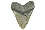 Fossil Megalodon Tooth - North Carolina #349357-2